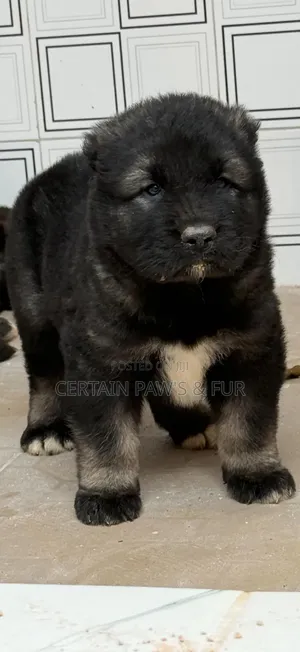 1-3 months Male Purebred Caucasian Shepherd