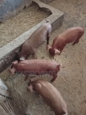 Kasiek Farms