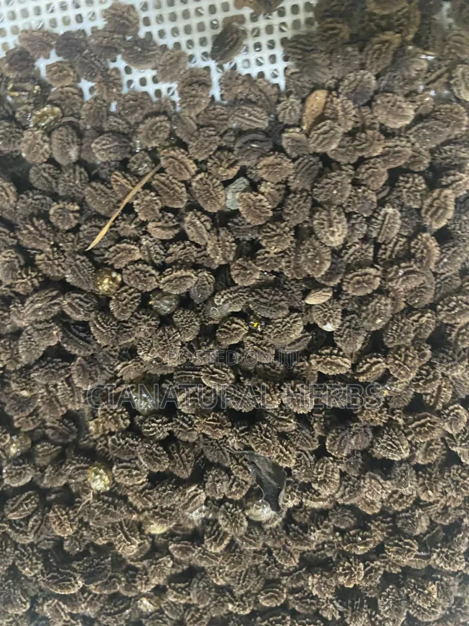Papaya Seeds