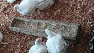 7 Weeks Old Chicken Available for Sales