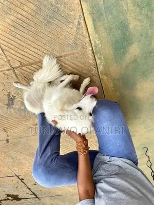 3-6 months Female Purebred American Eskimo