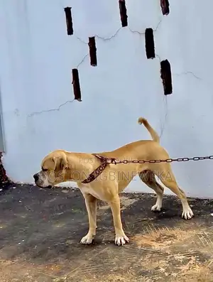6-12 months Male Purebred Boerboel