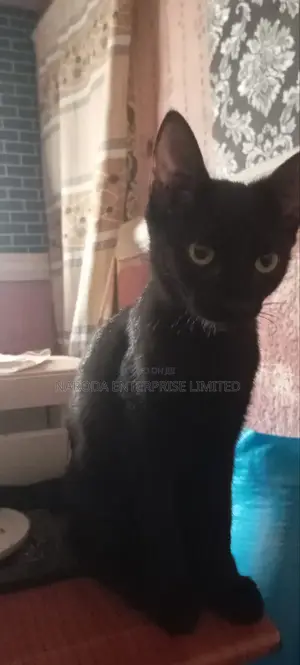 6-12 months Female Purebred Cat