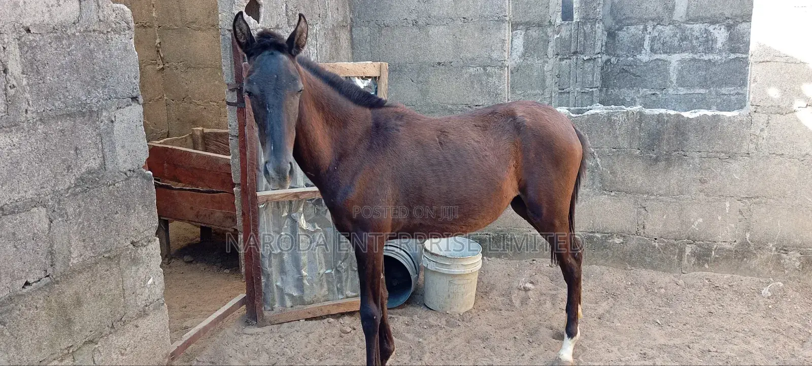 Horse (Female)