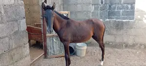 Horse (Female)