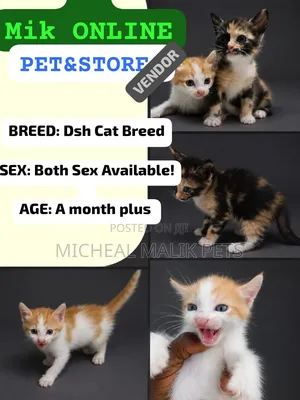1-3 months Female Mixed Breed American Shorthair