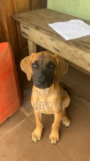 3-6 months Female Purebred Boerboel
