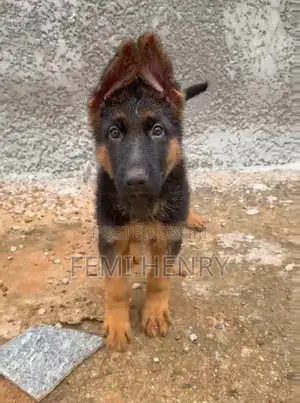 1-3 months Male Purebred German Shepherd