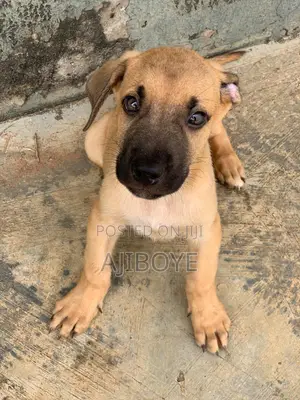 1-3 months Female Purebred Boerboel