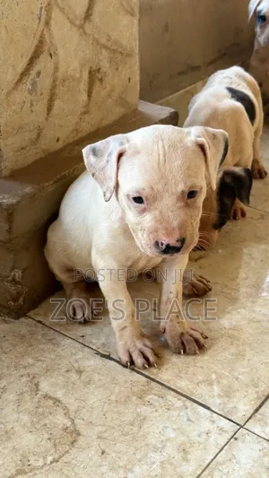 1-3 months Female Purebred Staffordshire Bull Terrier
