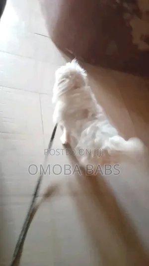 1+ year Female Purebred Lhasa Apso
