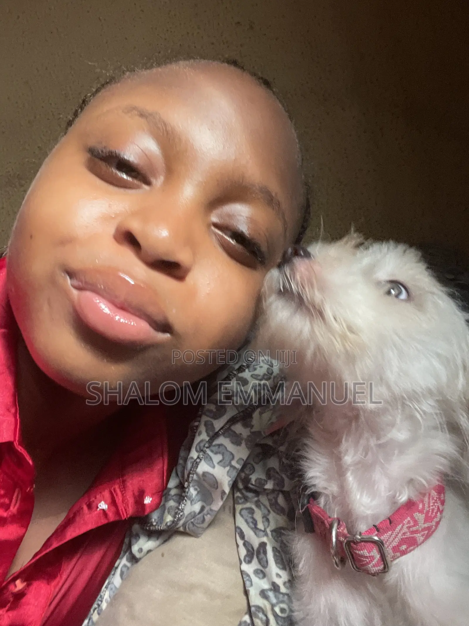 Pet Sitter