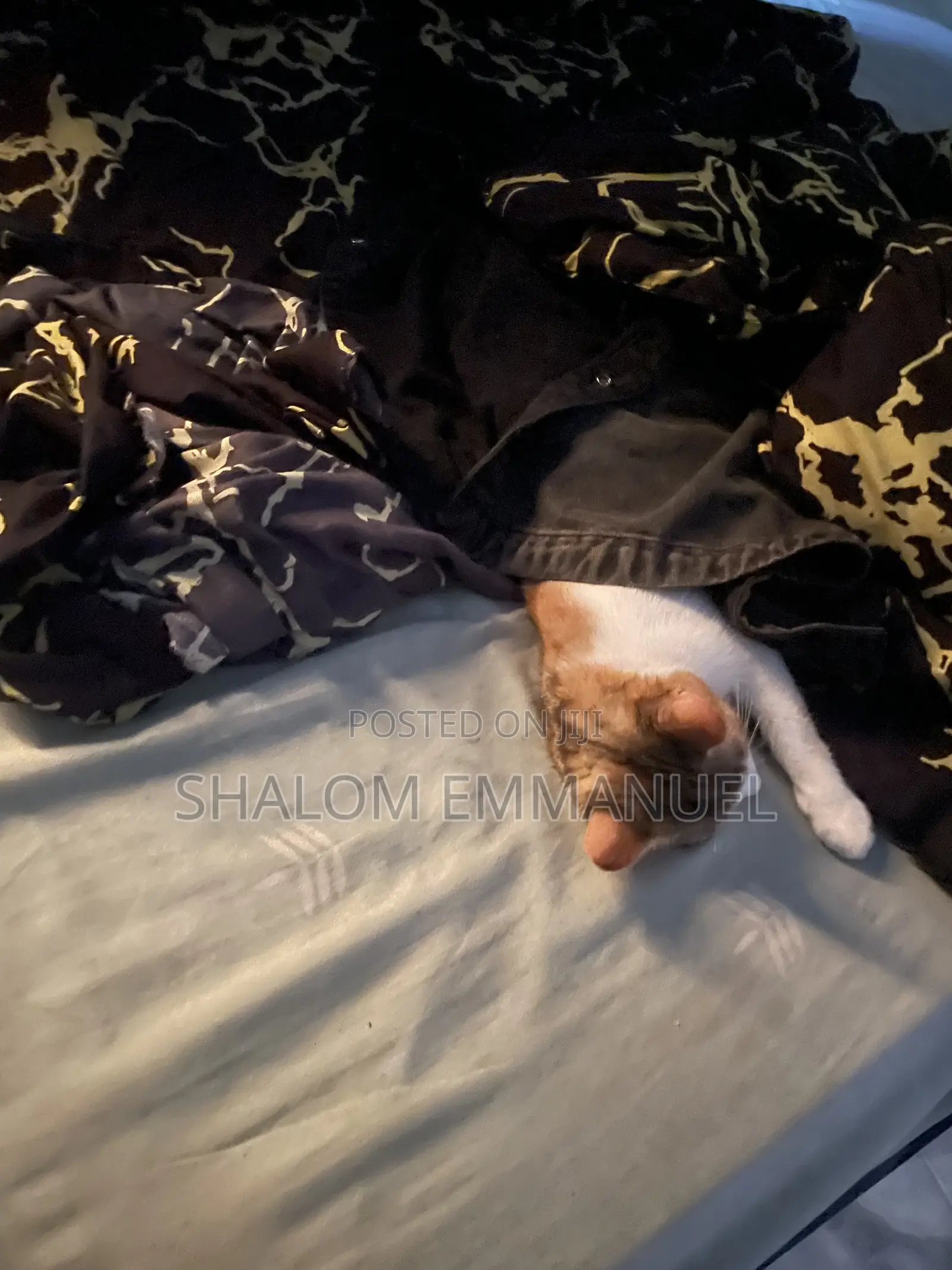 Pet Sitter