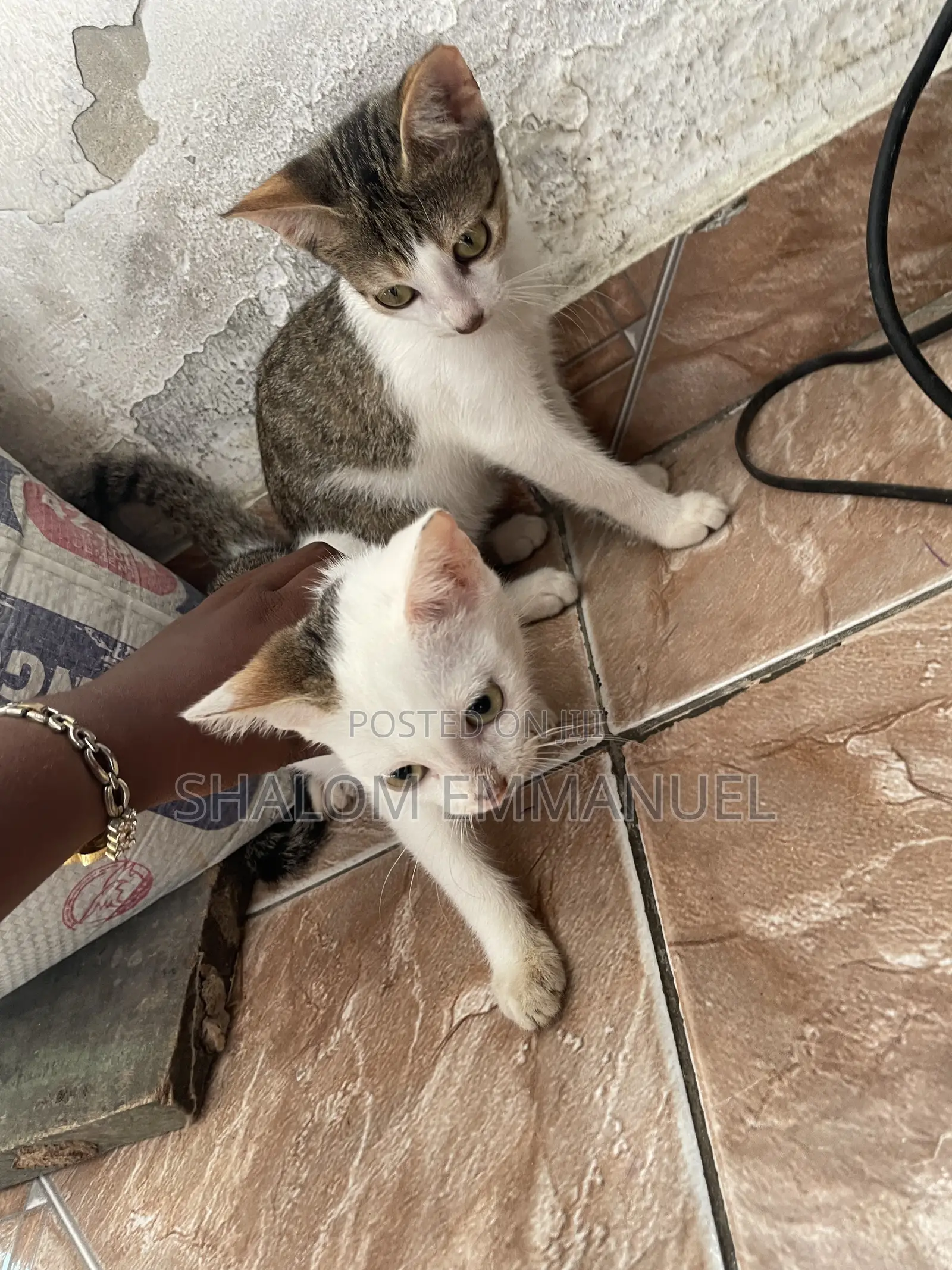 Pet Sitter