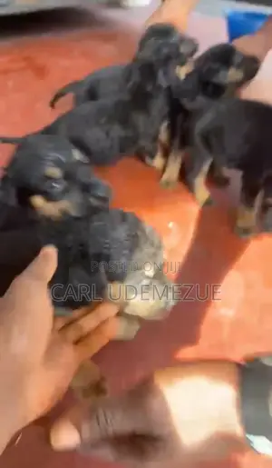 1-3 months Male Mixed Breed Rottweiler