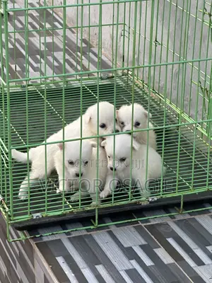 1-3 months Female Purebred American Eskimo