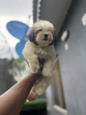 3-6 months Female Purebred Lhasa Apso