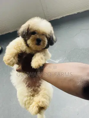 3-6 months Female Purebred Lhasa Apso