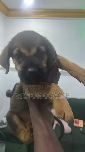 1-3 months Female Purebred Boerboel