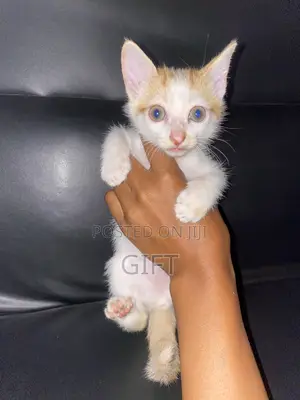 1-3 months Female Purebred American Shorthair