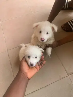 1-3 months Female Purebred American Eskimo