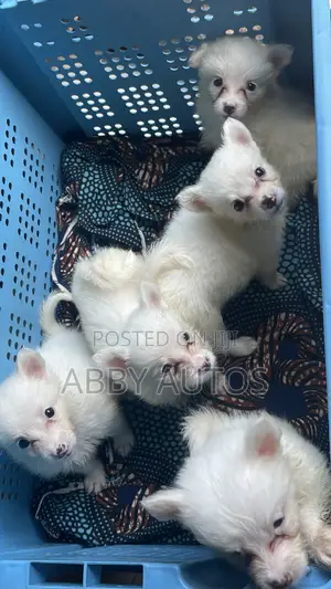 1-3 months Female Purebred American Eskimo