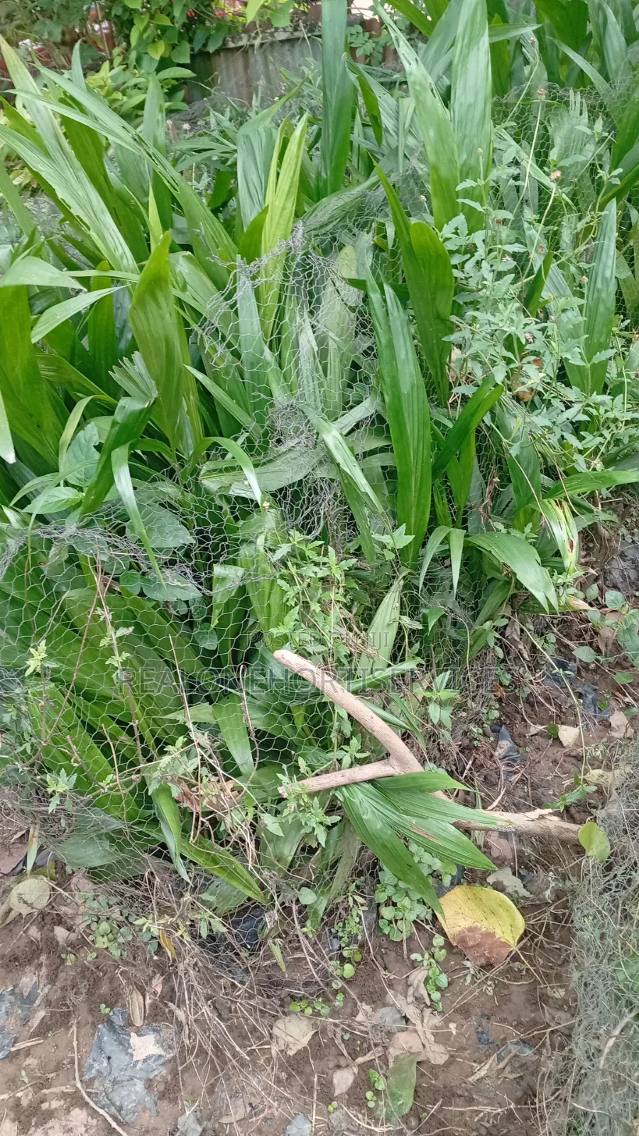 Hybrid Tenera Oil Palm Seedlings