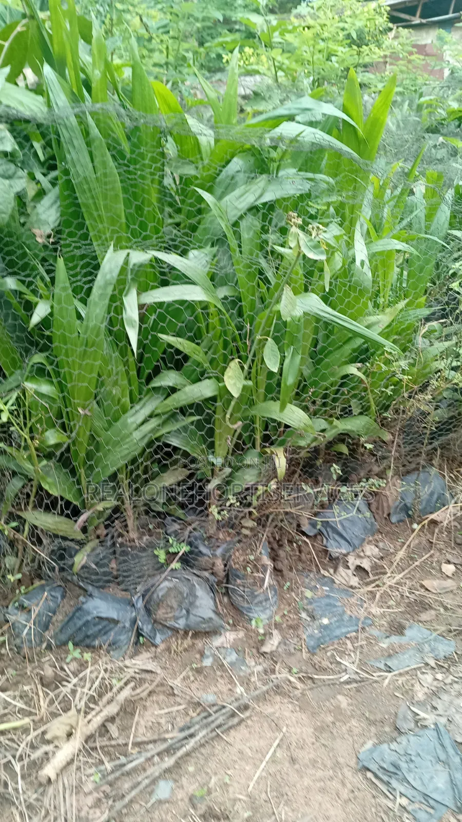 Hybrid Tenera Oil Palm Seedlings