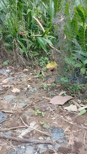 Hybrid Tenera Oil Palm Seedlings