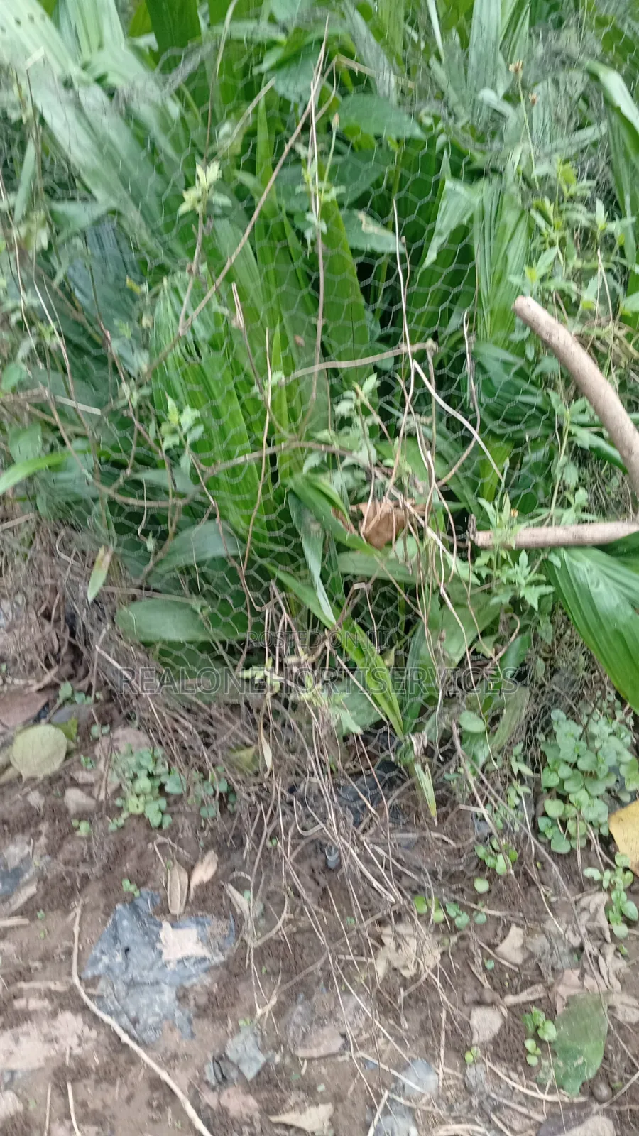 Hybrid Tenera Oil Palm Seedlings