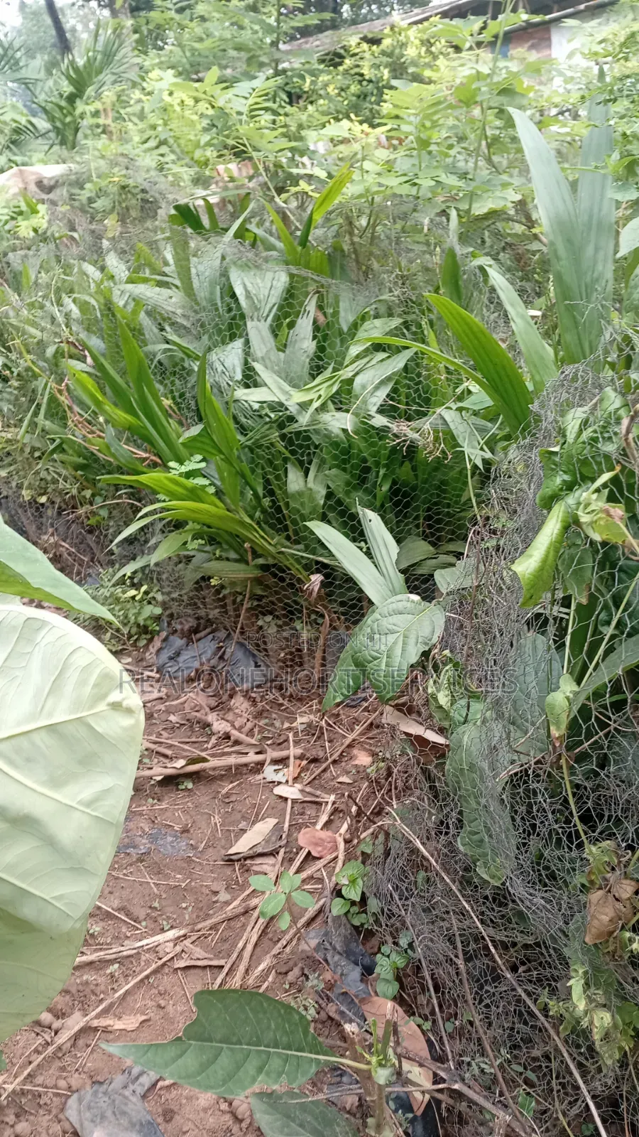 Hybrid Tenera Oil Palm Seedlings