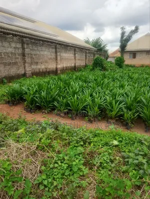 Hybrid Palm Seedling, Sprouted, Coconut Seedling, Plantain Suckers,