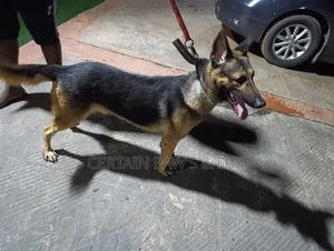 1+ year Male Purebred German Shepherd