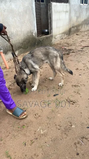 3-6 months Male Purebred German Shepherd