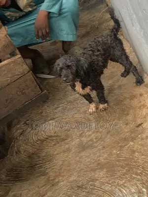 1+ year Female Purebred Lhasa Apso
