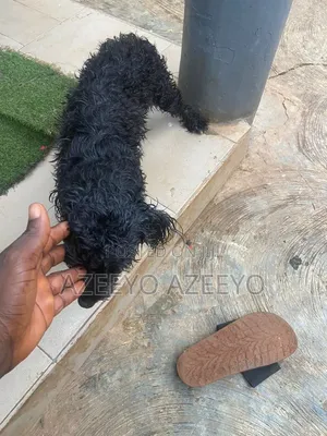 6-12 months Male Purebred Lhasa Apso