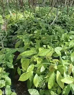 Premium Hybrid Cocoa Seedlings (Tc Series) Available.