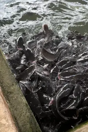 Live Catfish
