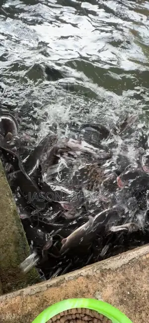 Live Catfish