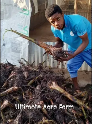 Fast-Growing Hybrid Giant Plantain Suckers Available