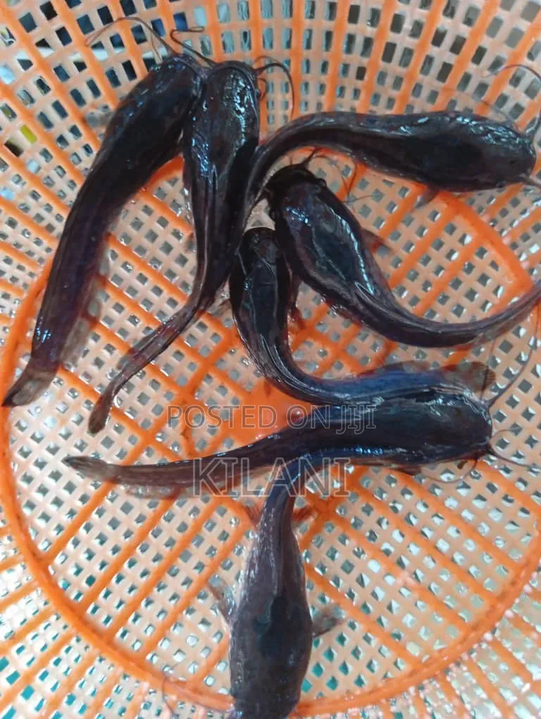 Juvenile Catfish