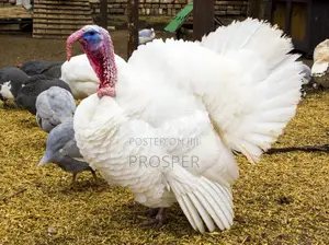 Layers, Broilers,Turkey, Eggs for Sale