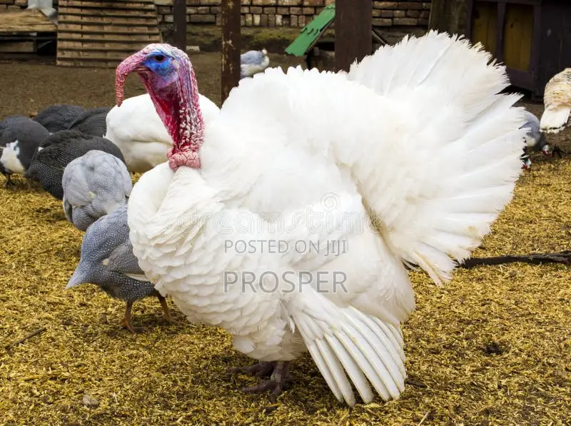 Layers, Broilers,Turkey, Eggs for Sale