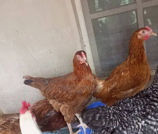 Layers, Broilers,Turkey, Eggs for Sale