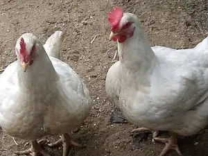 Layers, Broilers,Turkey, Eggs for Sale
