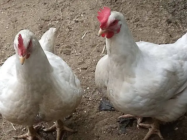 Layers, Broilers,Turkey, Eggs for Sale