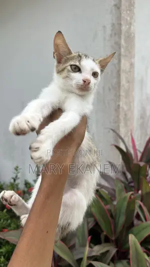 1-3 months Male Mixed Breed American Shorthair