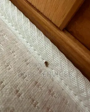 Bedbugs Fumigation/Pest Control Near You