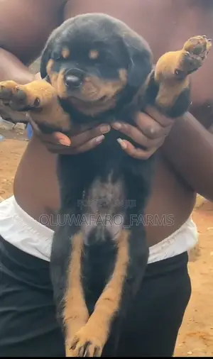 1-3 months Male Purebred Rottweiler