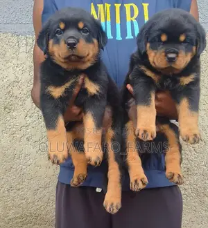 1-3 months Male Purebred Rottweiler